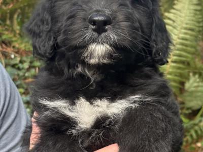ONE FEMALE LEFT - Miniature Bernedoodle