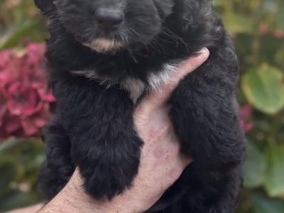 ONE FEMALE LEFT - Miniature Bernedoodle