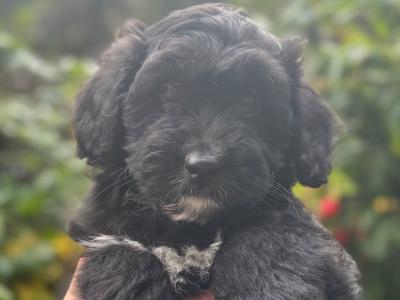 ONE FEMALE LEFT - Miniature Bernedoodle puppy in Wexford