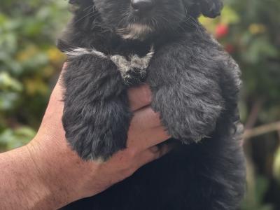 ONE FEMALE LEFT - Miniature Bernedoodle