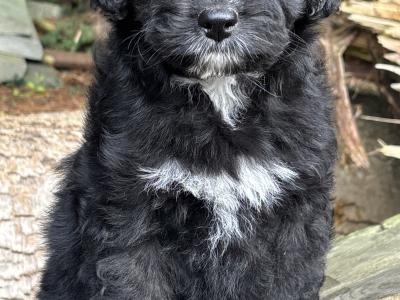 ONE FEMALE LEFT - Miniature Bernedoodle
