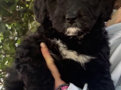 ONE FEMALE LEFT - Miniature Bernedoodle