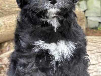 ONE FEMALE LEFT - Miniature Bernedoodle
