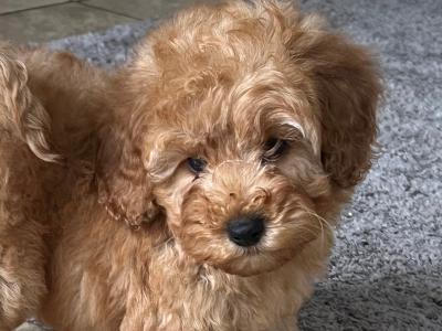 Cockapoo puppies in Monaghan
