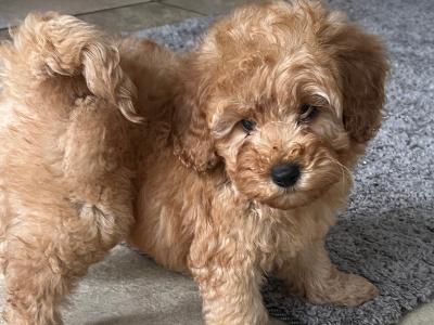 Cockapoo puppies in Monaghan