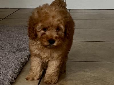 Cockapoo puppies in Monaghan