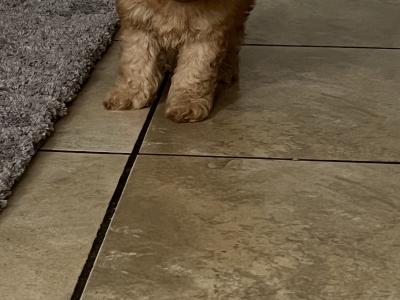 Cockapoo puppies in Monaghan