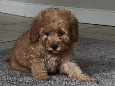 Cockapoo puppies in Monaghan