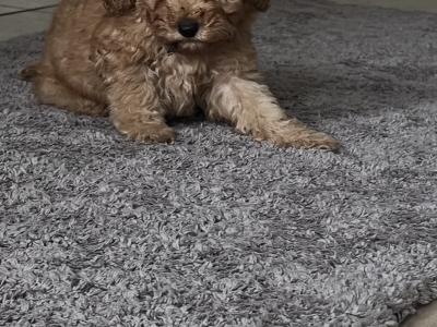 Cockapoo puppies in Monaghan