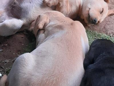 Labrador puppies in Roscommon