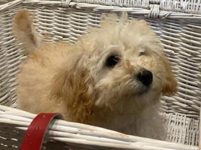 Miniature Poodle puppies in Mayo