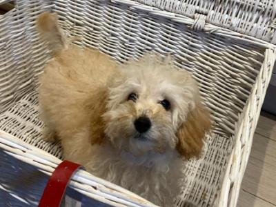 Miniature Poodle puppies in Mayo