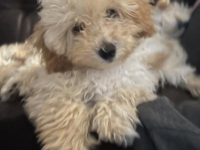 Miniature Poodle puppies in Mayo