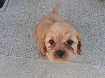 First Generation Champion Bloodline Cavapoos in Cork
