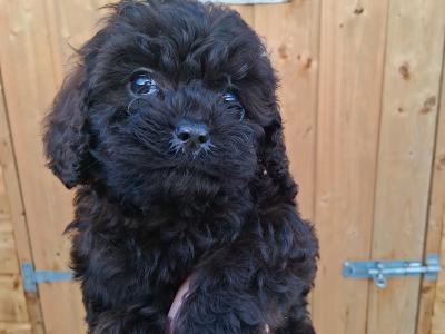 First Generation Champion Bloodline Cavapoos in Cork