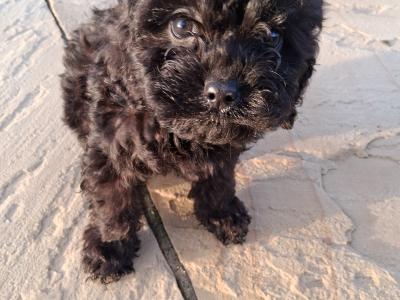 First Generation Champion Bloodline Cavapoos in Cork