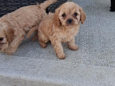 First Generation Champion Bloodline Cavapoos in Cork