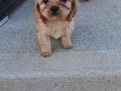 First Generation Champion Bloodline Cavapoos in Cork