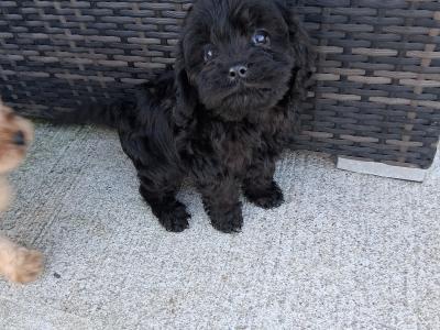 First Generation Champion Bloodline Cavapoos in Cork