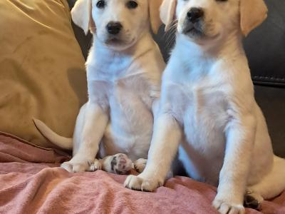 Labrador puppies in Offaly
