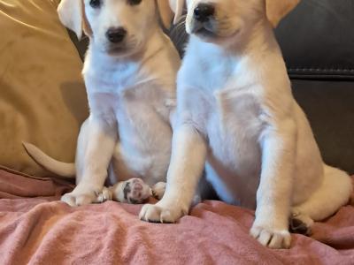 Labrador puppies in Offaly