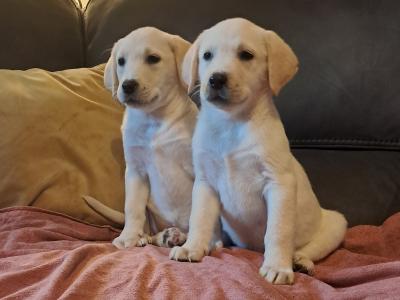 Labrador puppies in Offaly