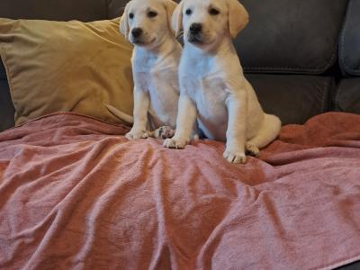 Labrador puppies in Offaly