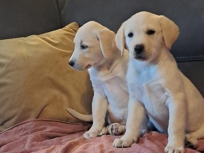 Labrador puppies in Offaly