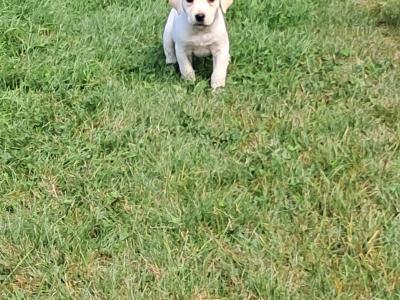 Labrador puppies in Offaly