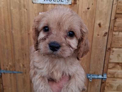 First Generation Champion Bloodline Cavapoos in Cork