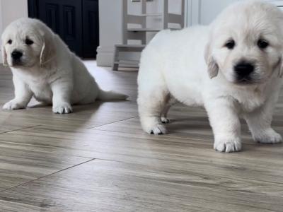 Pedigree Golden Retriever puppies