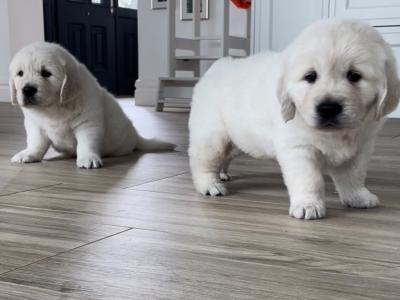 IKC Registered(pending) Pedigree Golden Retriever puppies in Offaly
