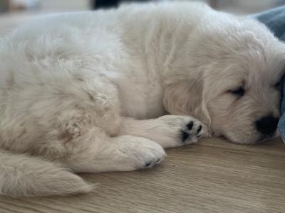 Pedigree Golden Retriever puppies