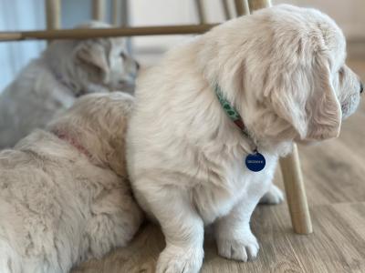 Pedigree Golden Retriever puppies