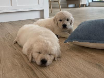 Pedigree Golden Retriever puppies