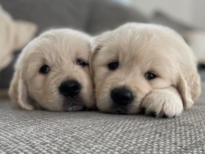 Pedigree Golden Retriever puppies