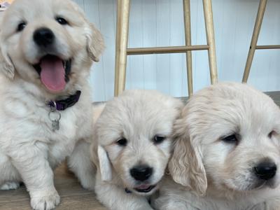 Pedigree Golden Retriever puppies
