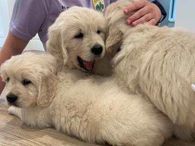 Pedigree Golden Retriever puppies
