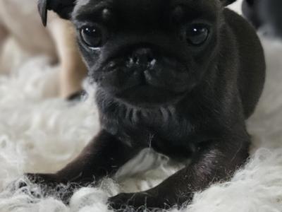 IKC (Pending) Pug puppies in Westmeath