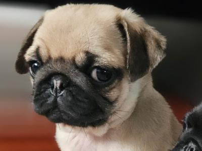 IKC (Pending) Pug puppies in Westmeath