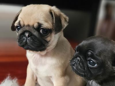 IKC Registered Pug puppies in Westmeath