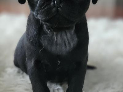 IKC (Pending) Pug puppies in Westmeath