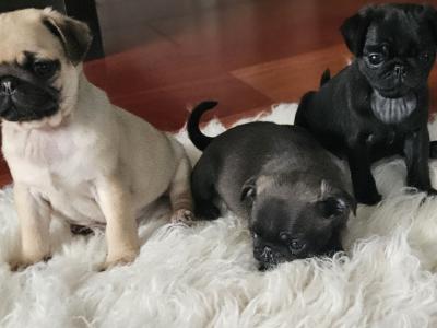 IKC (Pending) Pug puppies in Westmeath