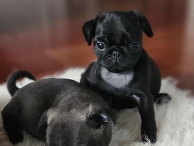 IKC (Pending) Pug puppies in Westmeath