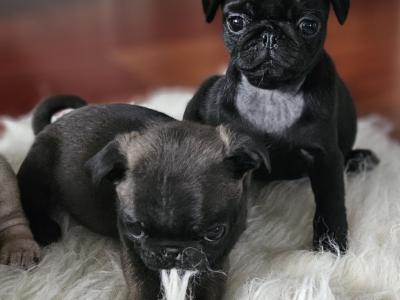 IKC (Pending) Pug puppies in Westmeath