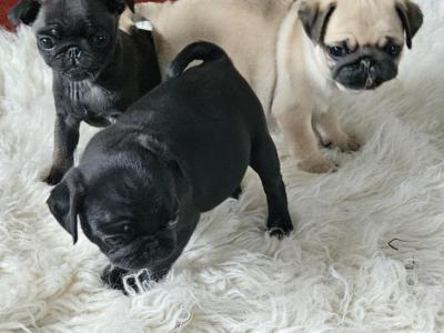 IKC (Pending) Pug puppies in Westmeath