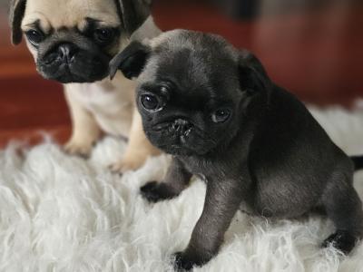 IKC (Pending) Pug puppies in Westmeath