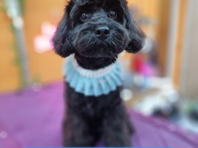 First Generation Champion Bloodline Cavapoos in Cork