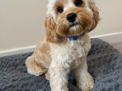 First Generation Champion Bloodline Cavapoos in Cork