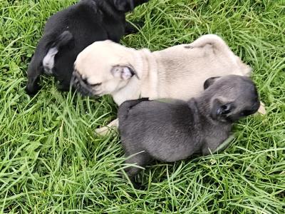 IKC (Pending) Pug puppies in Westmeath